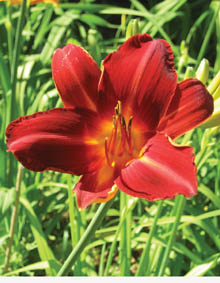 Blume rot