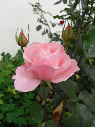 Blühende Rose