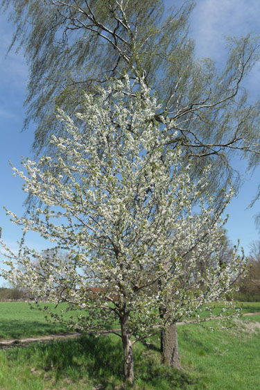 Blühernder Baum 2021