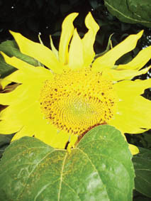 sonnenblume